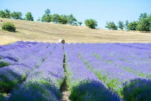 campo de lavanda na Itália foto