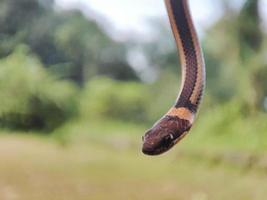 serpente com a latim nome coniophanes pendurado. foto