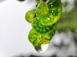 água gotas em samambaia folhas. foto