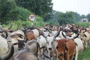 indiano Vila muitos vacas dentro solteiro cru foto