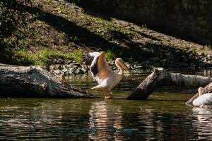 pelicano senta-se em um tronco e é aquecido ao sol foto