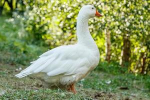 belos cisnes sentam-se na grama verde foto