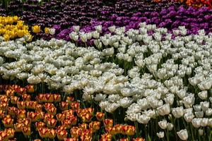 tulipas multicoloridas macro em um fundo de grama verde foto