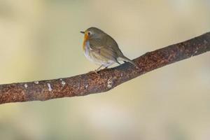 robin senta em uma ramo e banhos de sol dentro inverno foto