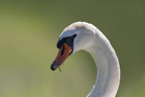 uma retrato do uma adulto cisne foto