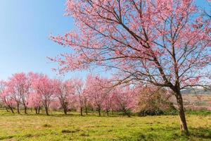 ramo flor de cerejeira selvagem do himalaia na montanha phu lom lo tailândia foto