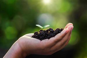 mão segurando pequeno árvore para plantio. conceito verde mundo terra dia foto