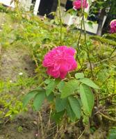 lindo rosa jardim com árvores foto