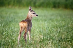 jovem corça selvagem na grama, capreolus capreolus. veado recém-nascido, natureza selvagem da primavera. foto