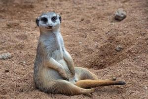 meerkat sentado dentro areia foto