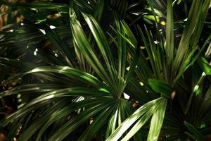 padrão de folhas verdes, folha de palmeira na floresta foto