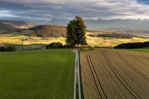 uma Prado campo e uma trigo campo separado de uma caminhada trilha. dentro a meio é uma grande árvore foto