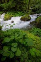 uma corrente cercado de verde plantas e vegetação foto