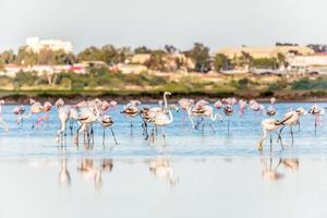 flamingos no lago salgado de larnaca, chipre foto