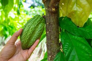 fruto do cacau em um galho de árvore foto