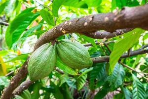 fruto do cacau em um galho de árvore foto