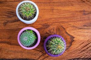 três cactos em vasos sobre uma mesa de madeira foto