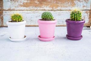 três cactos em vasos sobre uma mesa de madeira azul foto