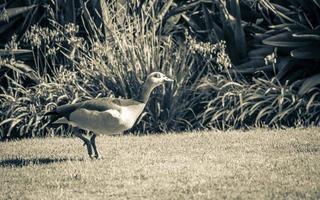 pássaro aquático egípcio ganso pato durante a execução em kirstenbosch. foto