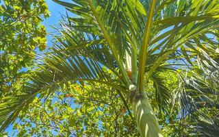 Palma árvore vermelho verde Palma datas nozes sementes betel nozes. foto