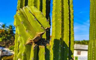 cactos tropicais plantas de cactos selva natural puerto escondido méxico. foto