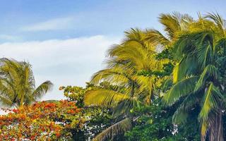 cocos de palmeira natural tropical céu azul no méxico. foto