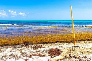 pitchfork ancinho vassoura alga sargazo praia playa del carmen méxico. foto