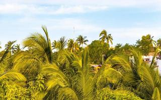 cocos de palmeira natural tropical céu azul no méxico. foto