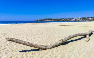 lindo pacífico de praia com lavado acima árvore tronco madeira México. foto