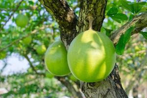 cabaça árvore é uma tamanho médio suculento arbusto. às a fim do a folhas estão espinhoso lóbulos, a arestas estão suave, a fruta é esférico. foto