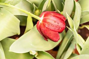 vermelho tulipas floresce dentro a jardim dentro abril foto
