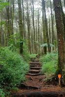 floresta caminho, caminhada trilha, Visão do estrada dentro pinho floresta dentro cedo manhã. foto