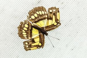 cor borboleta vôo, isolado em branco foto