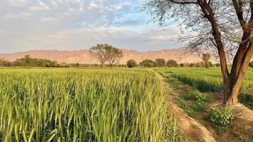 lindo Visão do verde trigo agrícola campo em nublado Primavera dia. agrícola panorama Visão foto