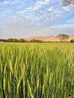 lindo Visão do verde trigo agrícola campo em nublado Primavera dia. agrícola panorama Visão foto