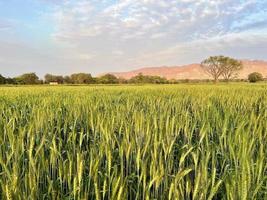 lindo Visão do verde trigo agrícola campo em nublado Primavera dia. agrícola panorama Visão foto