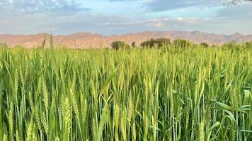 lindo Visão do verde trigo agrícola campo em nublado Primavera dia. agrícola panorama Visão foto