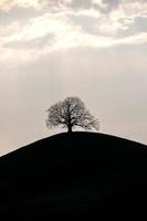 uma silhueta do uma árvore em uma Colina durante a pôr do sol foto