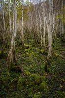 uma floresta com musgo chão e pequeno árvores foto