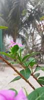 catharanthus Roseus dar flor com manhã orvalho gotas foto