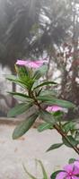 catharanthus Roseus dar flor com manhã orvalho gotas foto