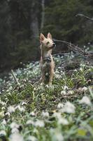 fechar acima pequeno animal cachorro em pé em snowdrops Prado conceito foto