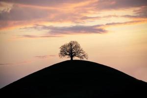 uma silhueta do uma árvore em uma colina, debaixo uma roxa céu foto