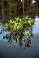 uma água plantar é refletido dentro uma lagoa do Preto água. foto