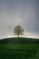 uma árvore em uma Colina durante chuvoso clima foto