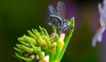 condilostylus sp também conhecido como verde grandes pernas moscas em uma brilhante verde folha foto