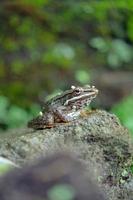 sapo em uma pedra foto