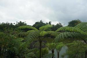panorama do uma lago dentro bambu Vila foto
