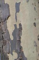 velho pinho árvore latido textura, de madeira fundo. foto
