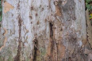 real rude árvore texturas a partir de natureza ótimo para fundo foto